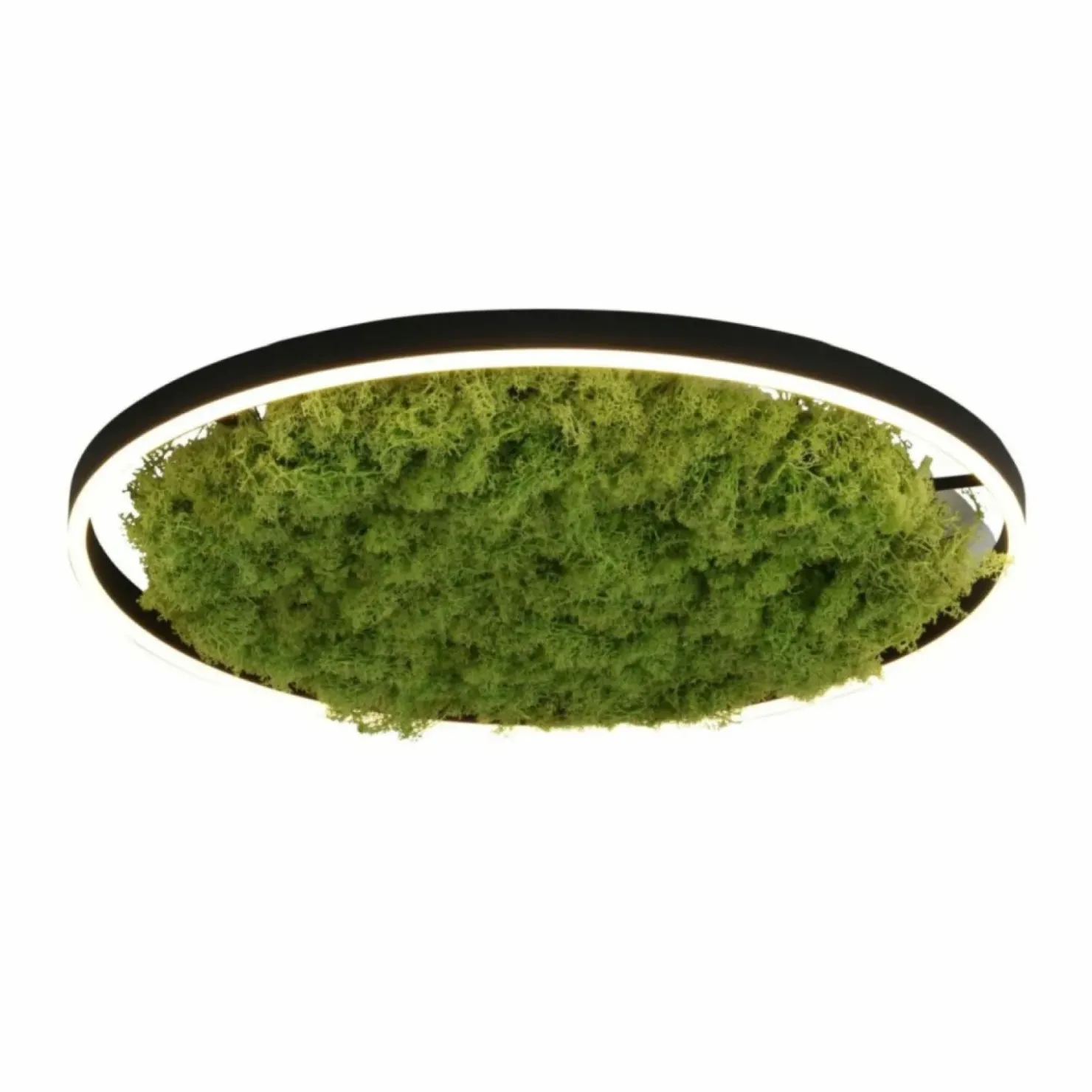 Plafon LED z naturalnym mchem, do salonu 15392-66 GREEN RITUS | Kaja*Sklep Kaja Cheap